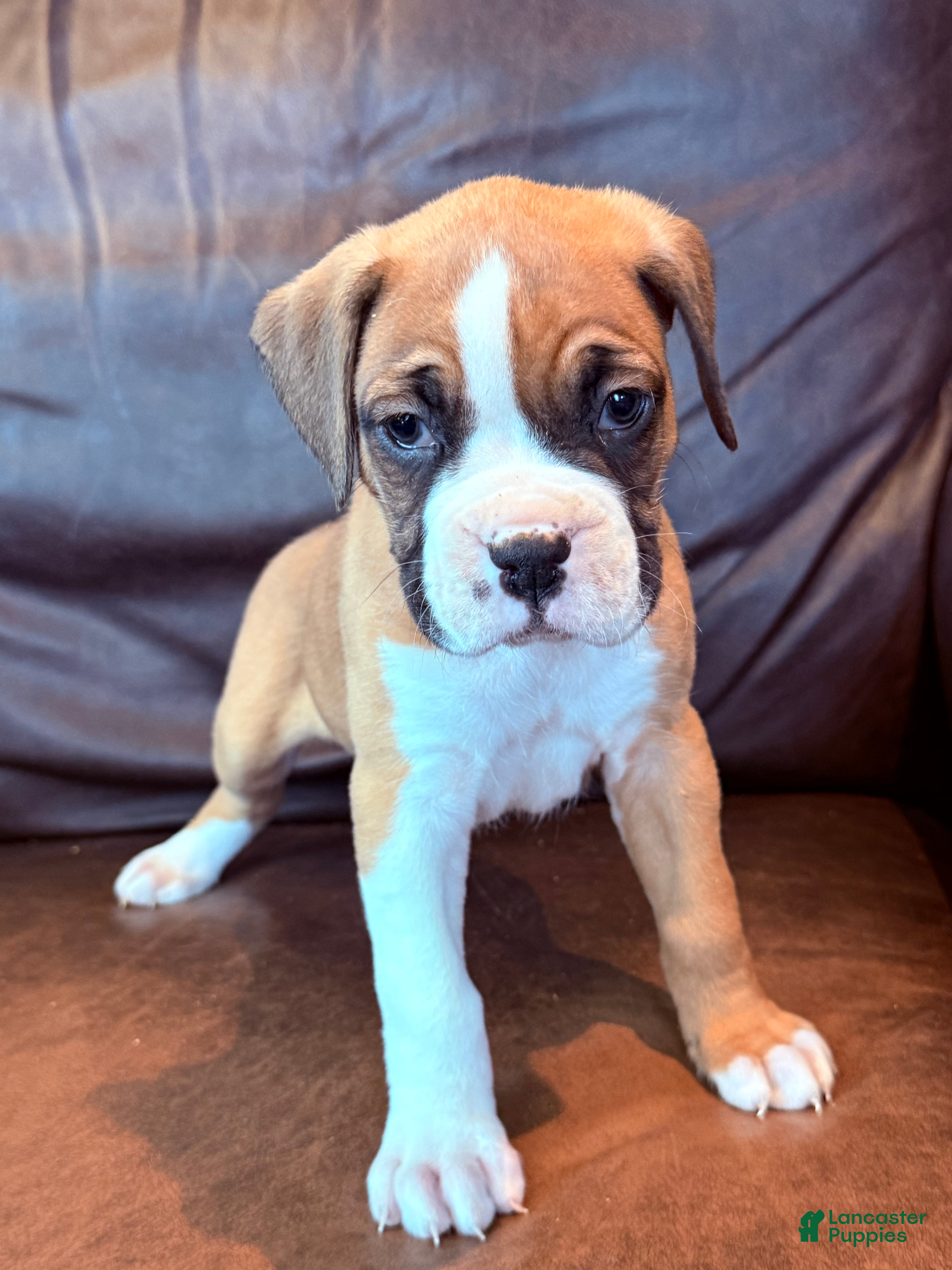 Boxer dogs Toby - Ad 1