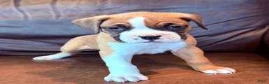 Toby