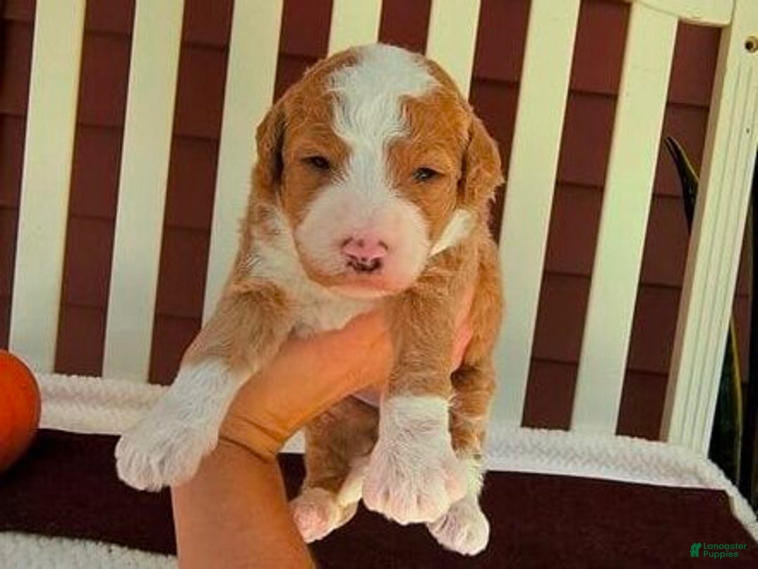 Bernedoodle dogs for sale: Clover - Ad 2