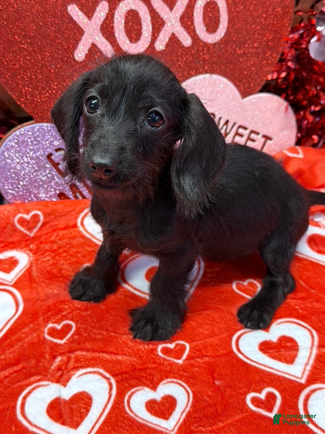 Miniature Dachshund dogs for sale: Ebony - Ad 4