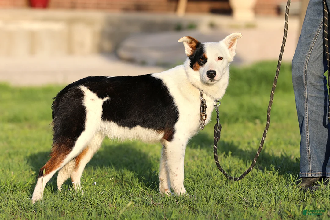 Mixed Breed dogs for sale: Congo - Texas Heeler - Ad 3