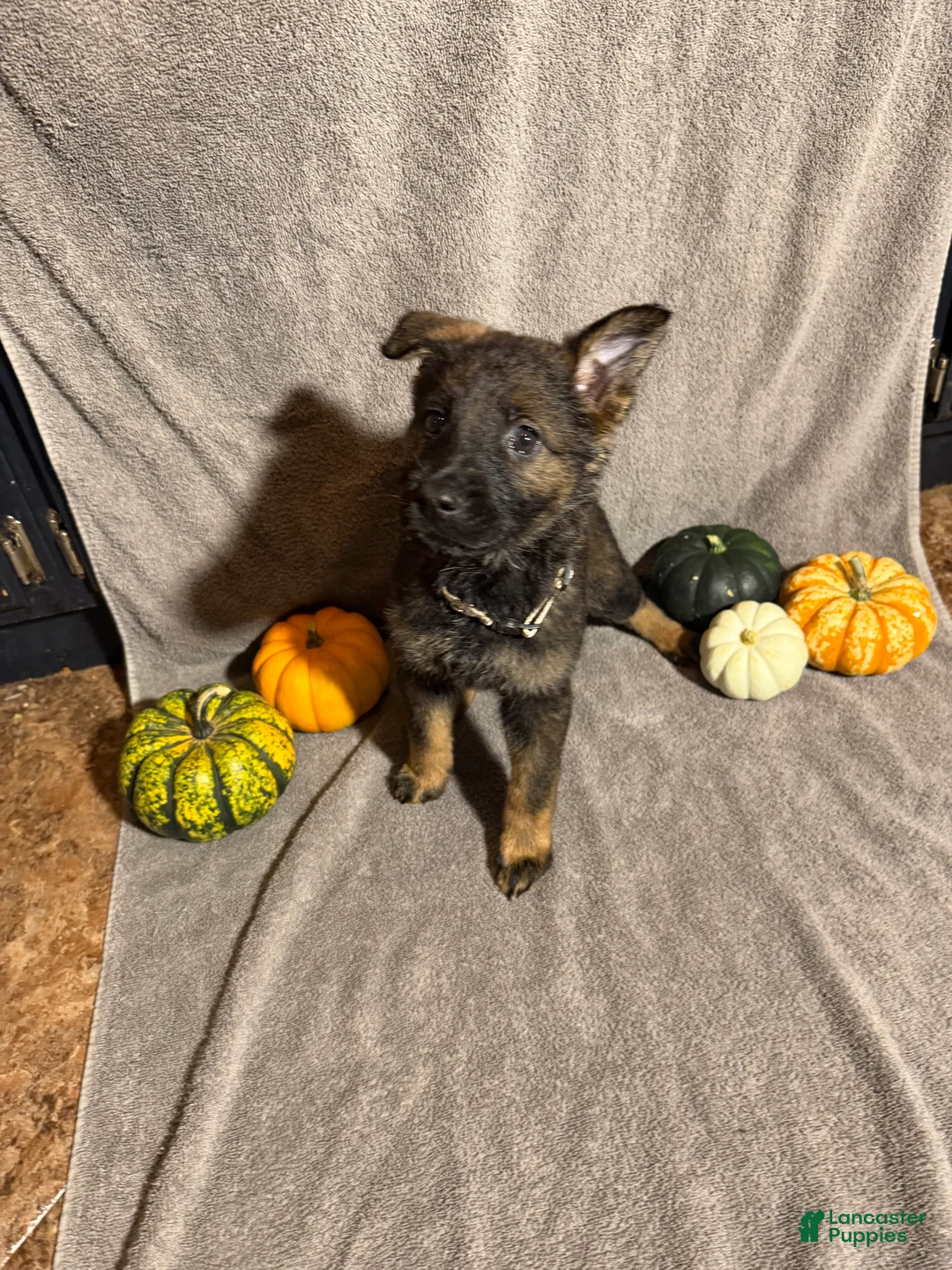 German Shepherd dogs for sale: Sally (Cream Collar Female)  - Ad 2