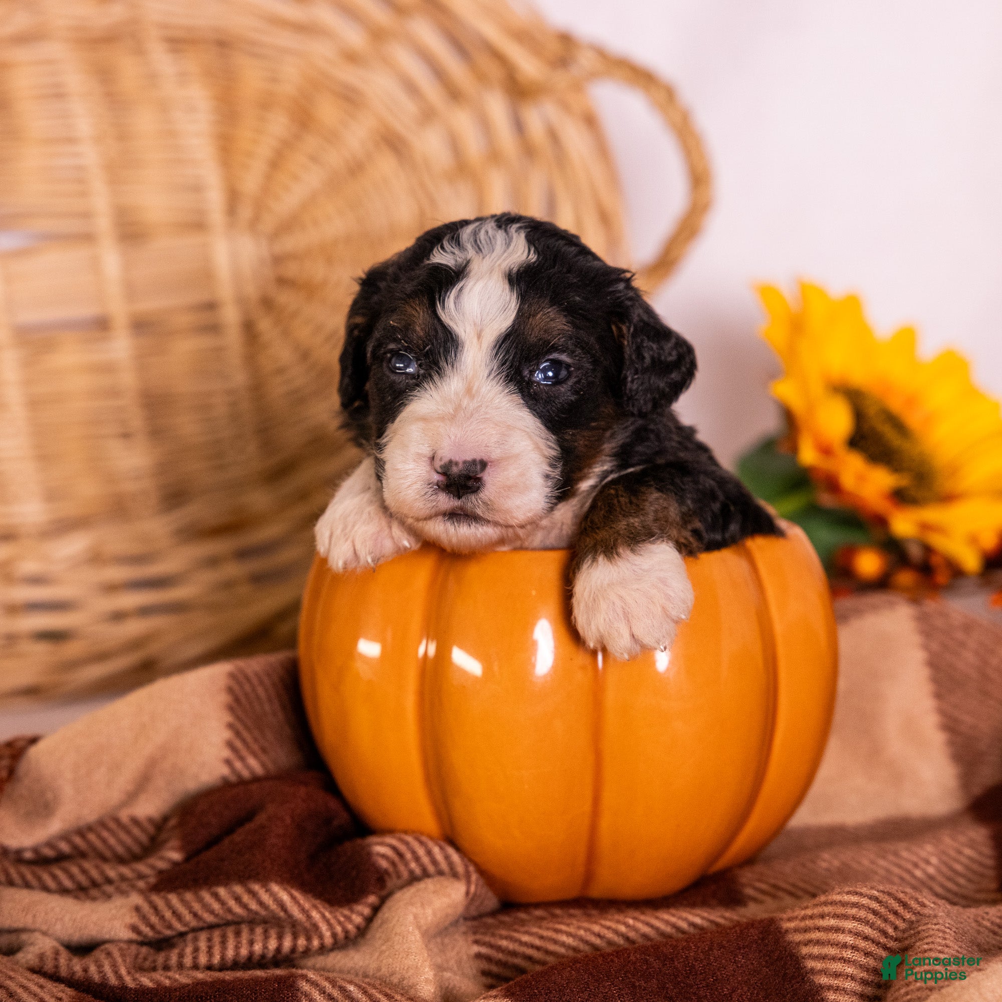 Bernedoodle dogs Gwenda - Ad 2