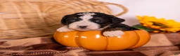 Bernedoodle dogs for sale: Gwenda - Ad 2