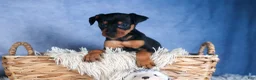 Miniature Pinscher dogs for sale: ANNIE - Ad 7