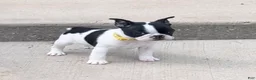 Mixed Breed dogs for sale: Recees - Ad 6