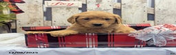 Golden Retriever dogs for sale: Joy - Ad 4