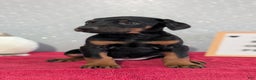 Doberman Pinscher dogs for sale: Lyla - Ad 7