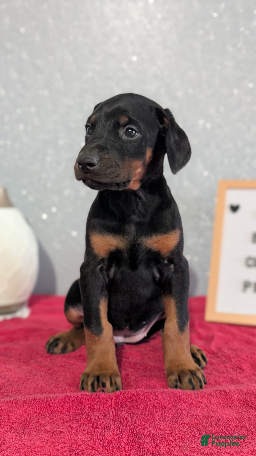 Doberman Pinscher dogs for sale: Lyla - Ad 7