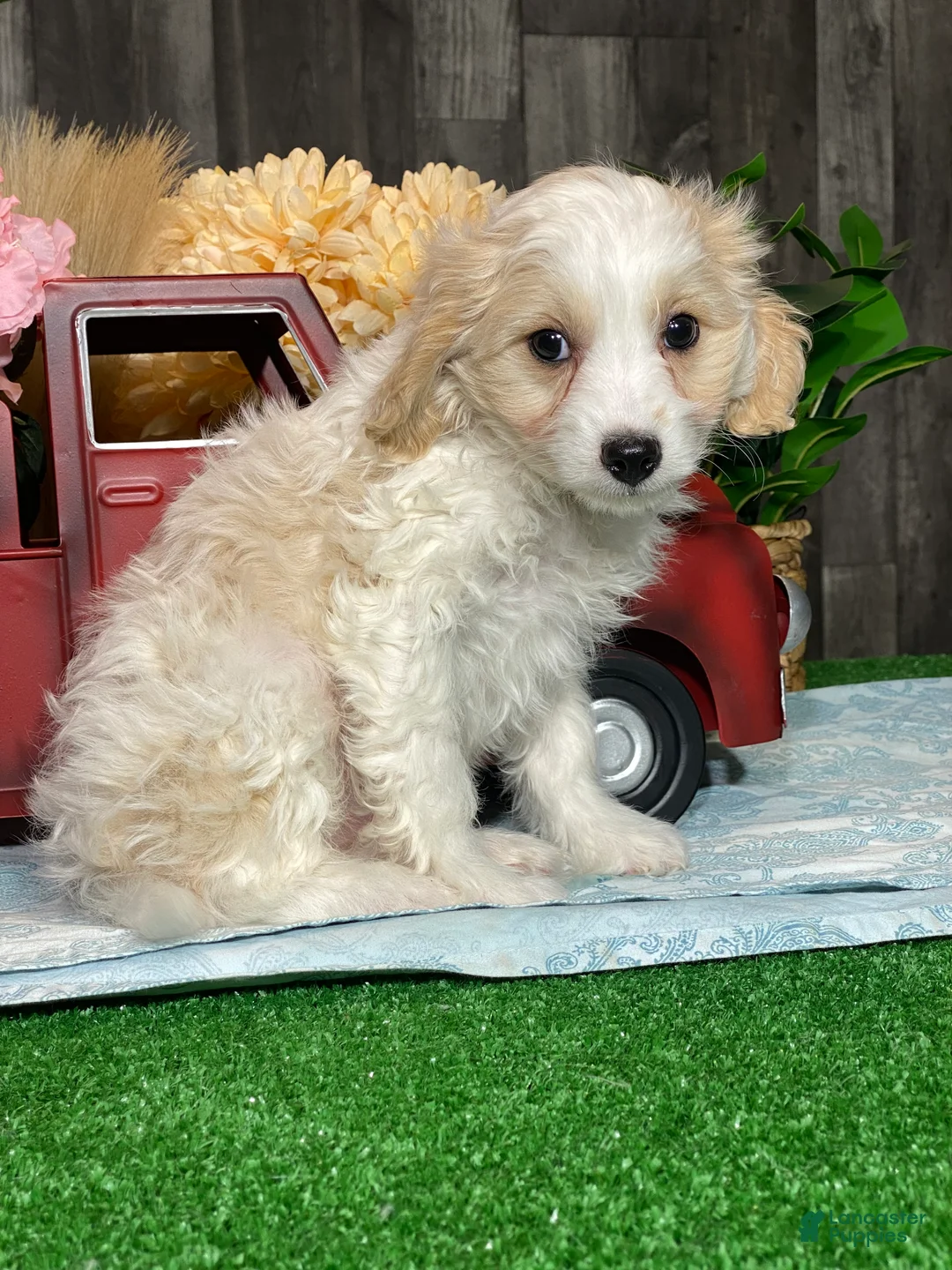 Cavapoochon dogs for sale:  Victor - Ad 2