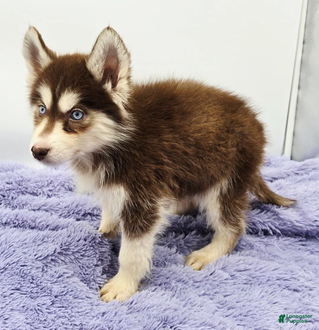 Siberian Husky dogs for sale: Spice - Ad 2