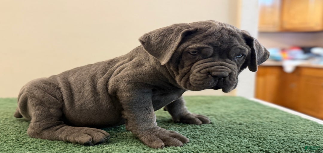 Gallery Image {{count}}