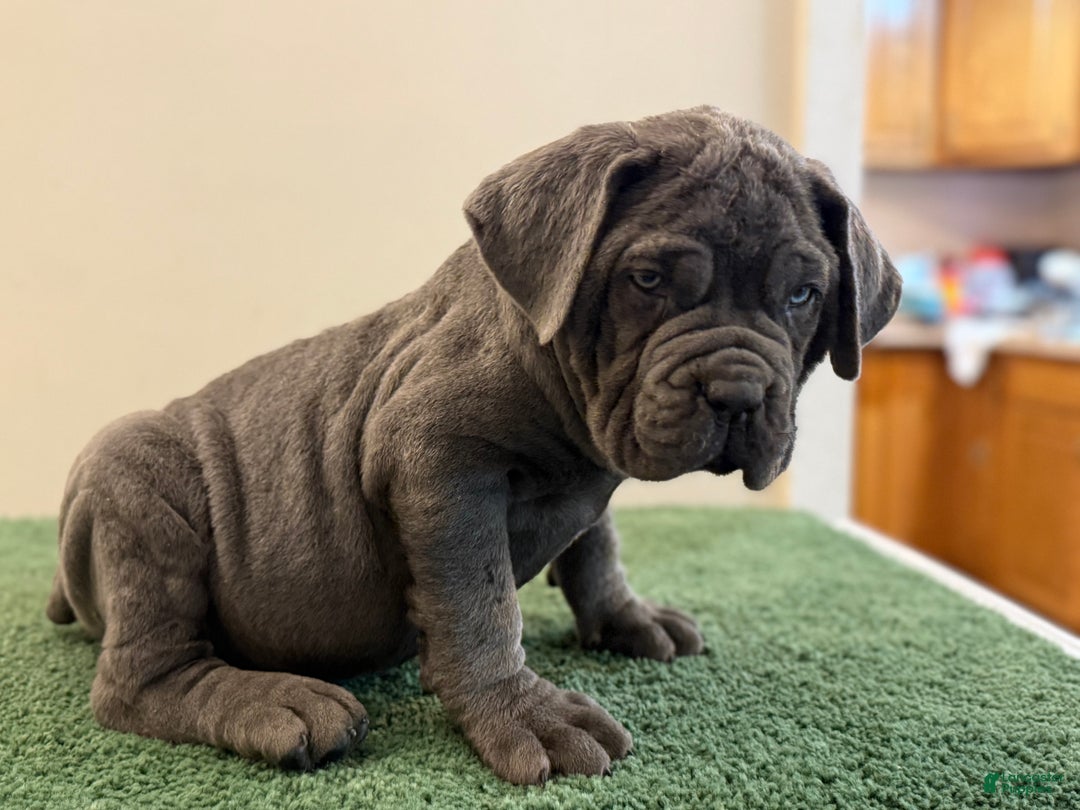 Gallery Image {{count}}