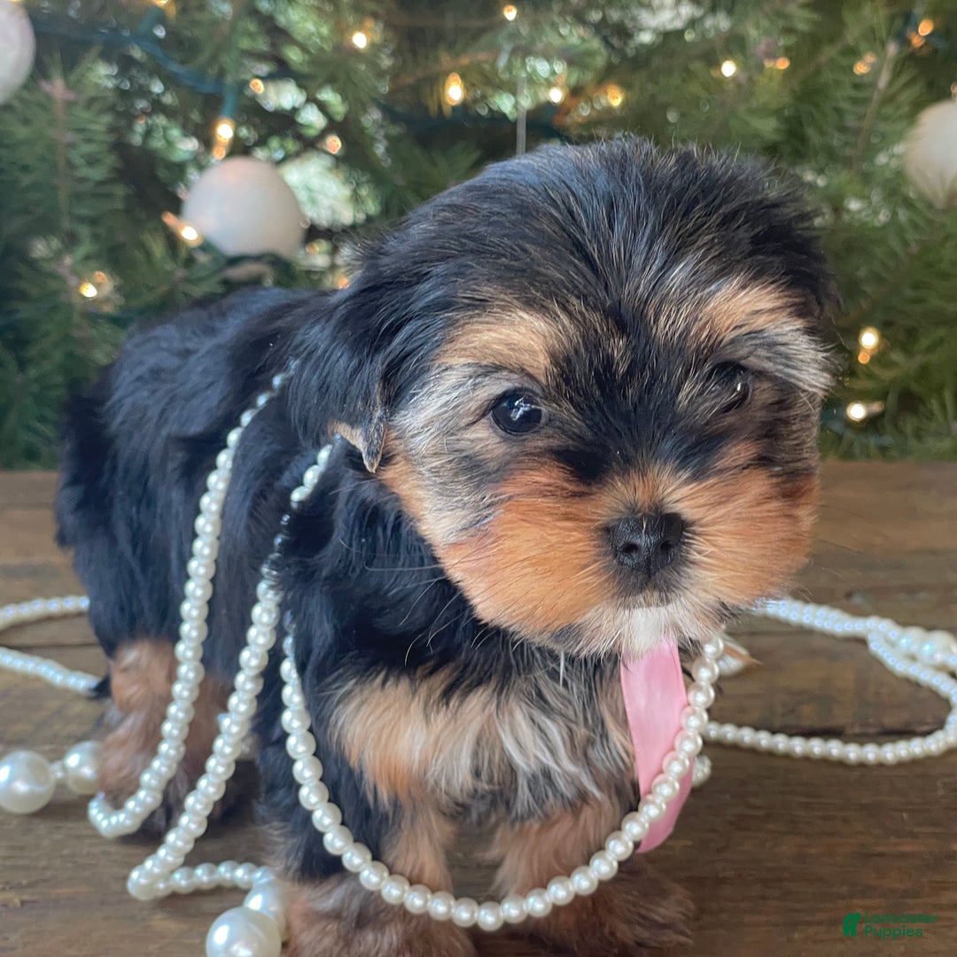 Mixed Breed dogs for sale: Lucy - Ad 3