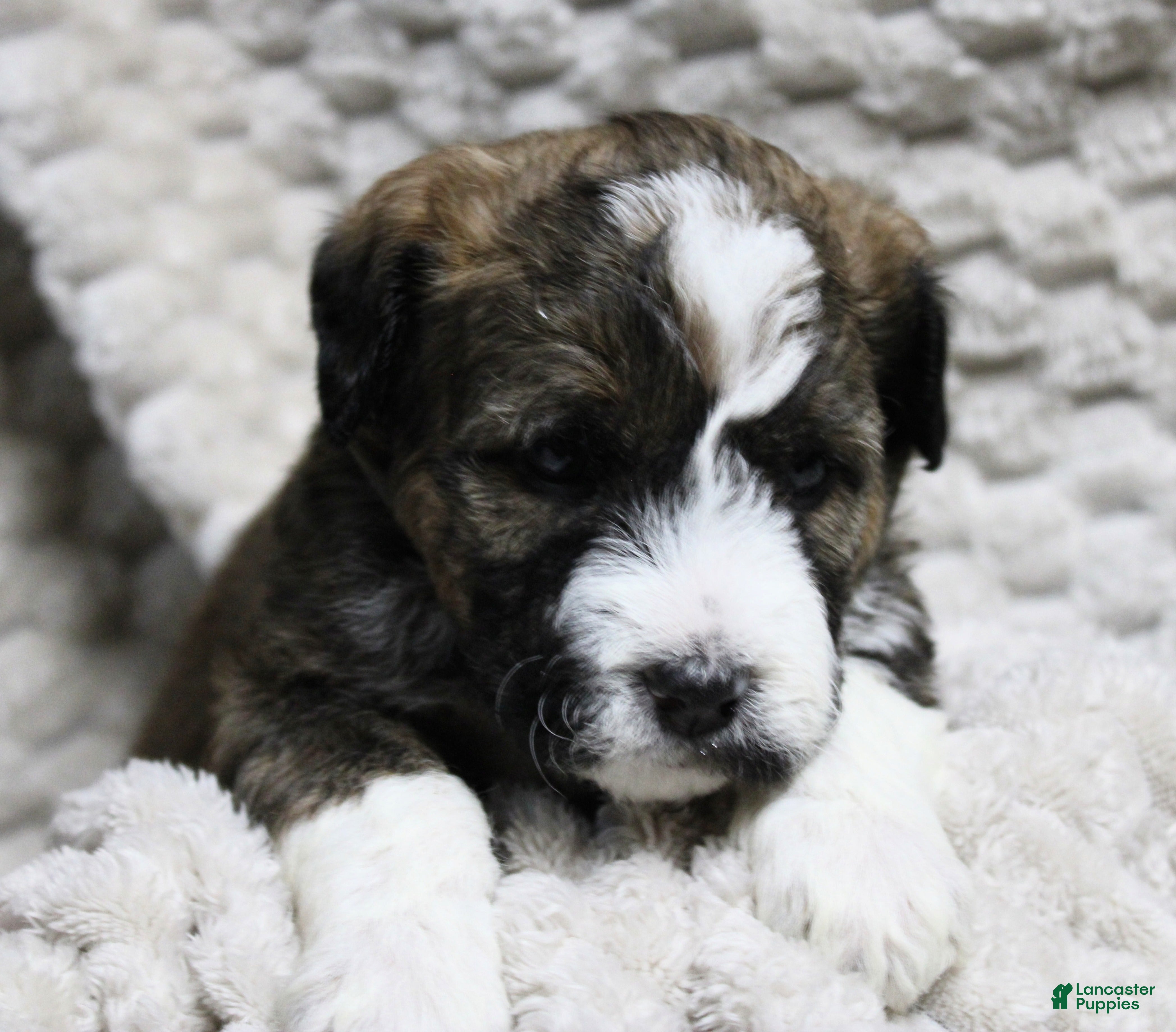 Mixed Breed dogs Nancy girl - Ad 42