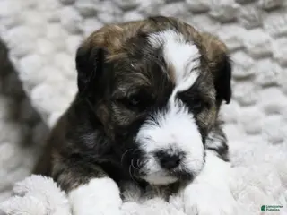 Mixed Breed dogs Nancy girl - Ad 42