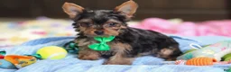 Yorkshire Terrier dogs for sale: Bear - Ad 3