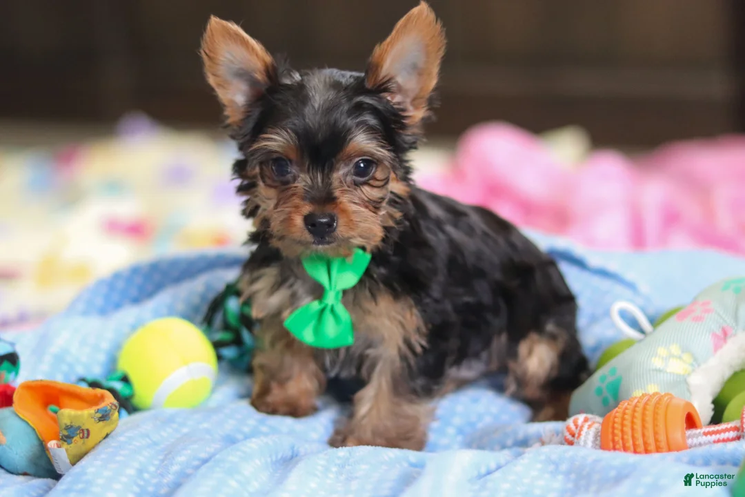 Yorkshire Terrier dogs for sale: Bear - Ad 3