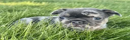 French Bulldog dogs for sale: Addie - Ad 5