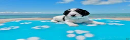 Miniature Poodle dogs for sale: Miniature Poodle Blue - Ad 11