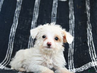Mixed Breed dogs Snowflake - Ad 9