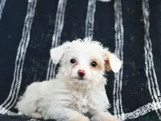 Mixed Breed dogs Snowflake - Ad 11