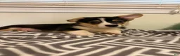 Welsh Corgi Pembroke dogs for sale: Dinero - Ad 1