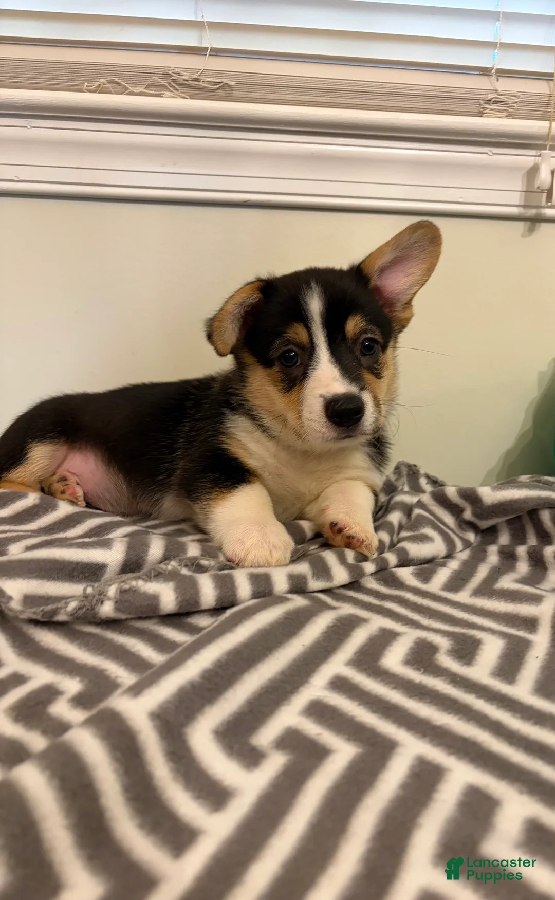 Welsh Corgi Pembroke dogs for sale: Dinero - Ad 1