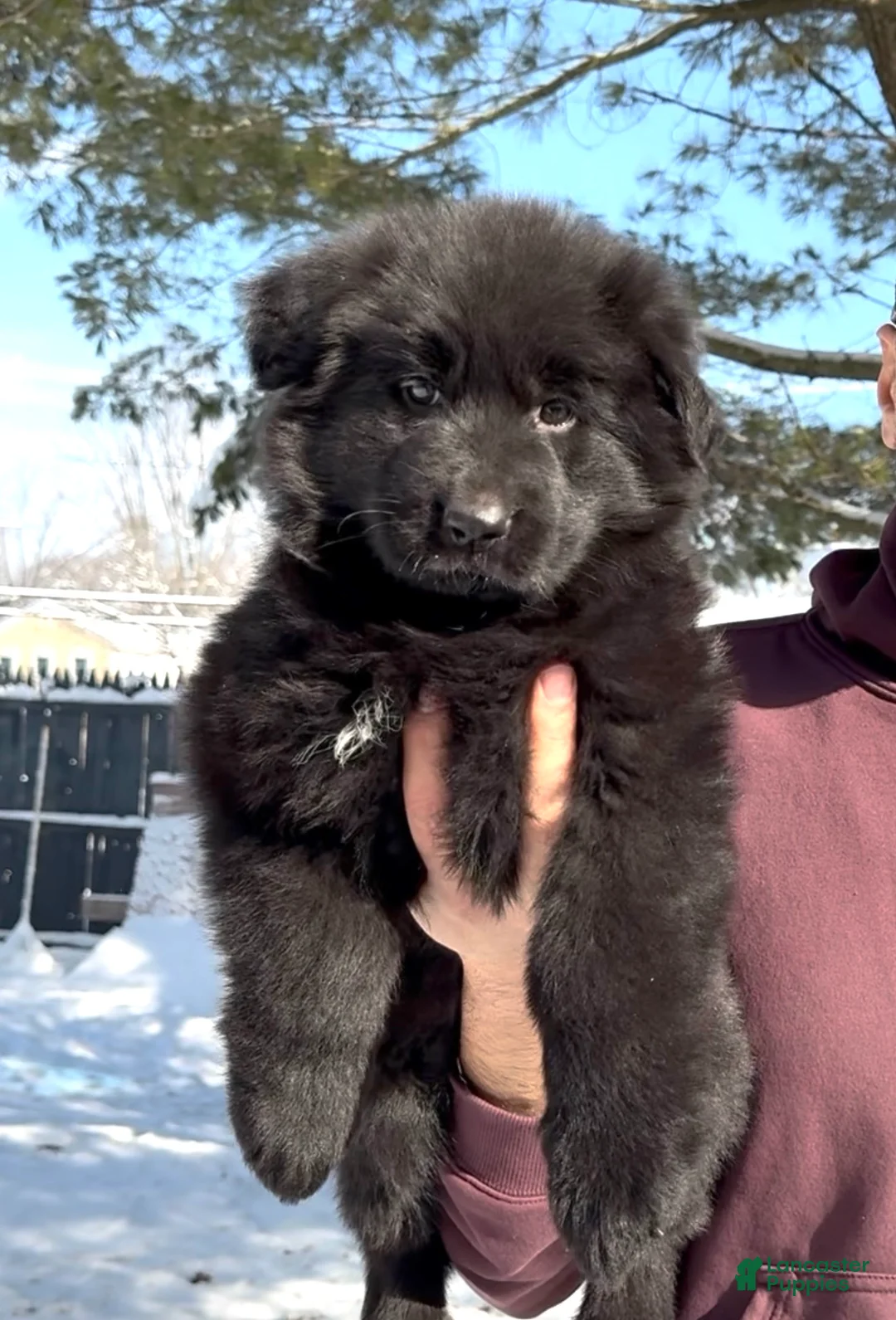 German Shepherd dogs for sale: Stormi - Ad 3