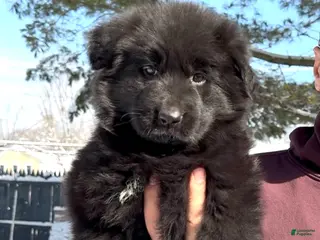 German Shepherd dogs Stormi - Ad 1