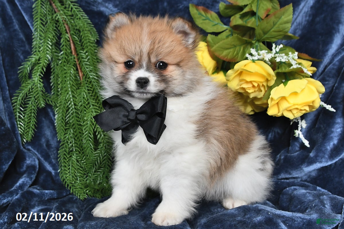 Pomeranian dogs Randy - Ad 2