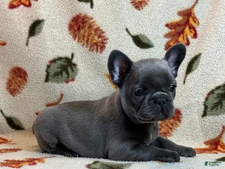 French Bulldog dogs - Ad 20