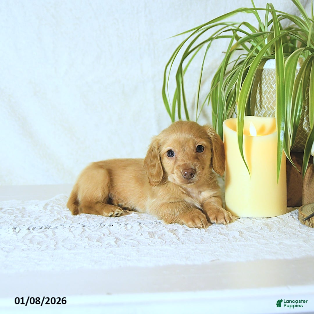 Miniature Dachshund dogs for sale: Conrad - Ad 2