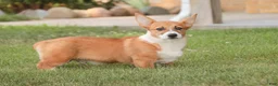 Welsh Corgi Pembroke dogs for sale: Rover - Ad 3