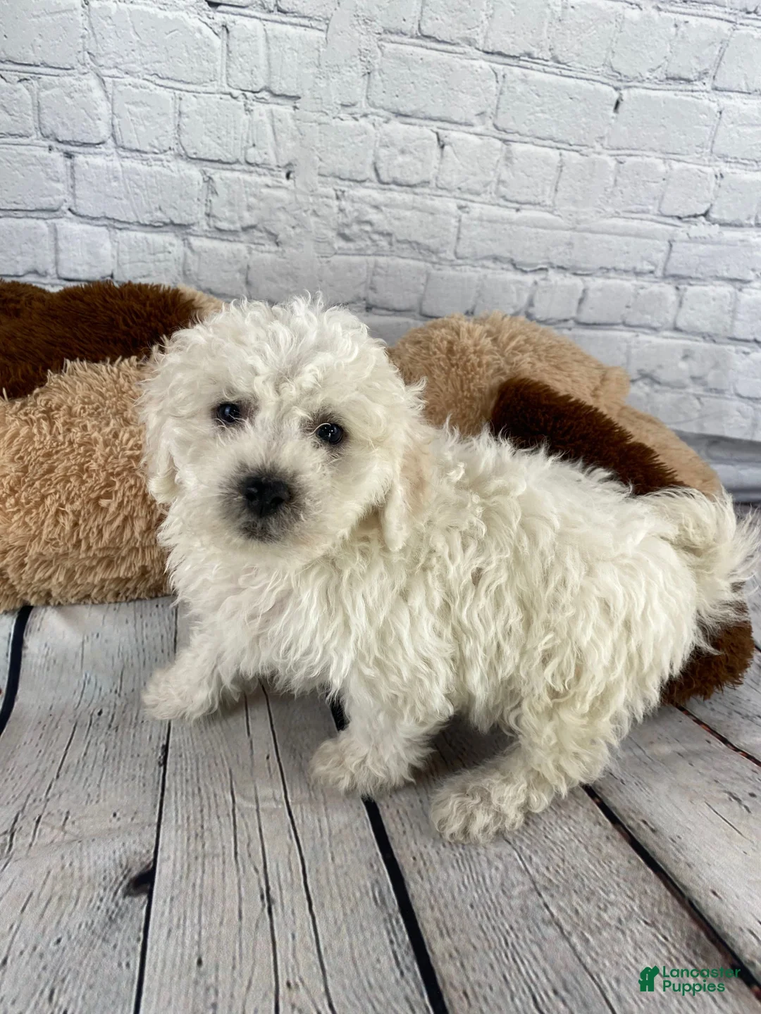 Bichon Frise dogs for sale: Tucker - Ad 9