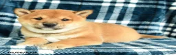 Shiba Inu dogs for sale: Sprinkles - Ad 1