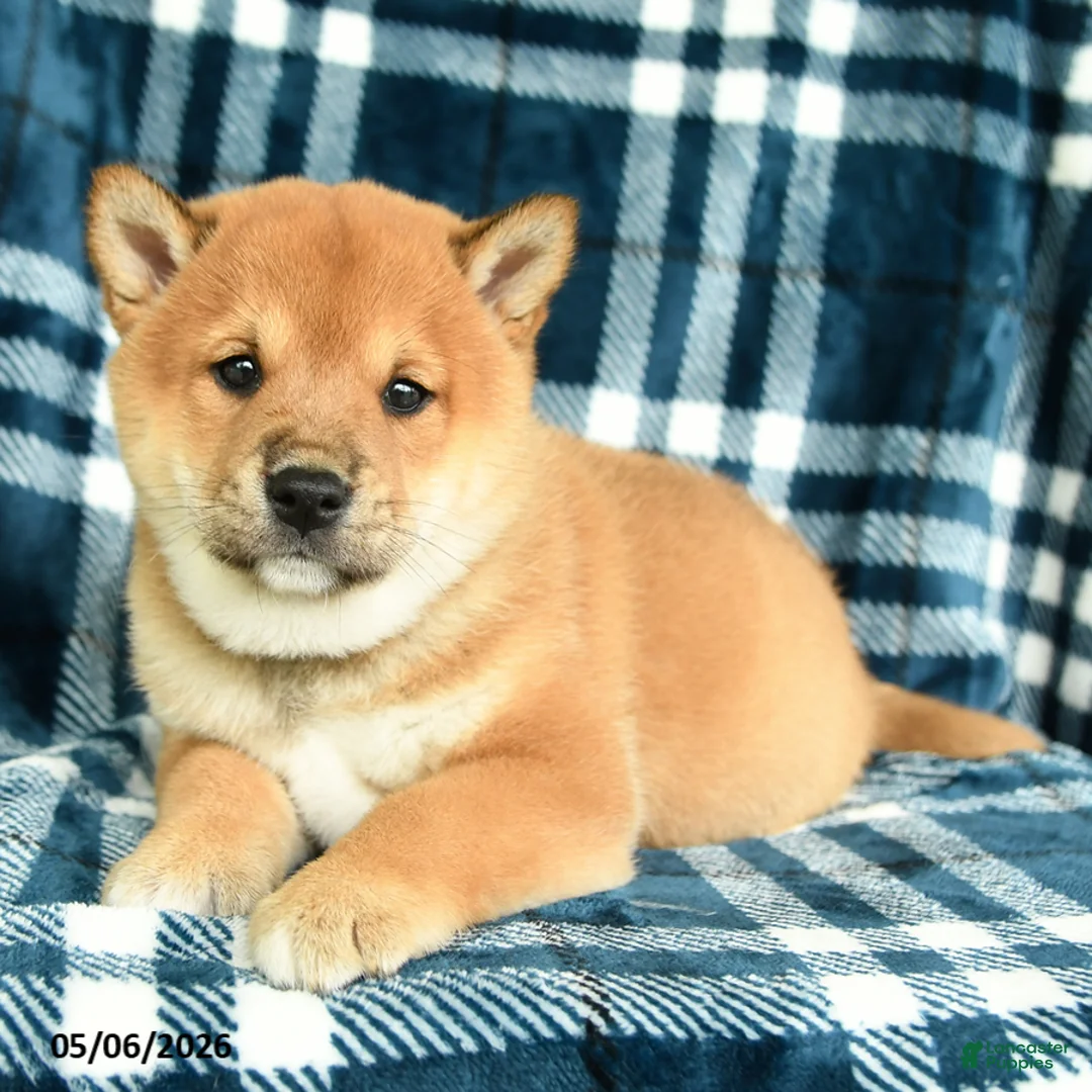 Shiba Inu dogs for sale: Sprinkles - Ad 1