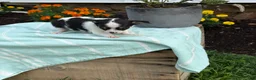 Chihuahua dogs for sale: Tiny - Ad 4