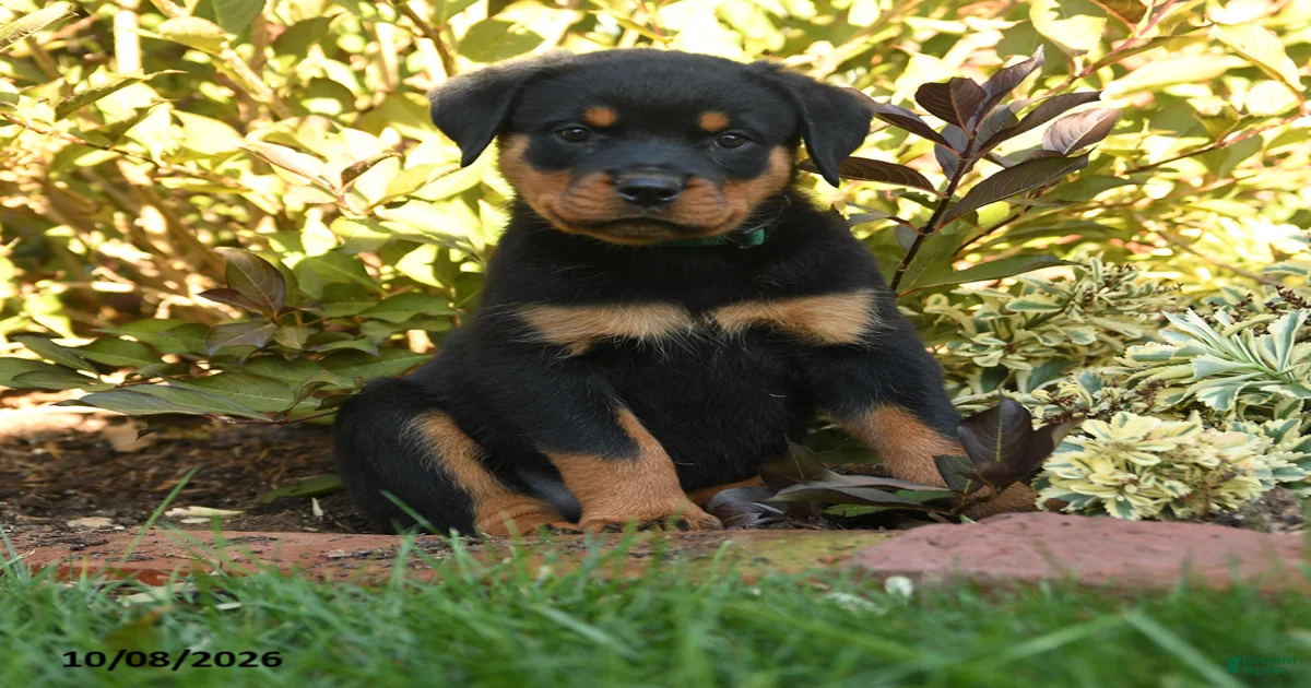 Rottweiler Puppies for sale in Lancaster County | Lancaster Puppies
