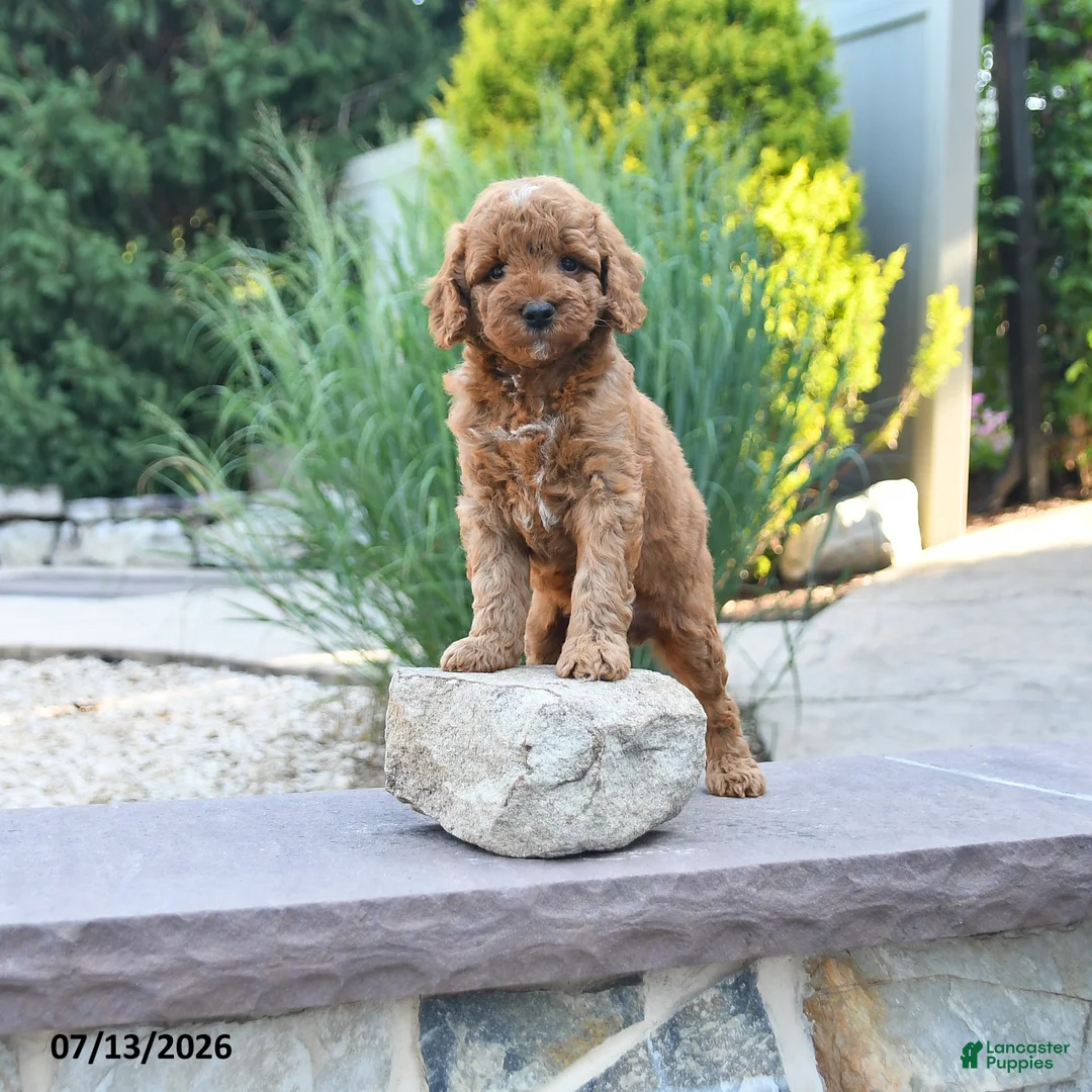 Cockapoo dogs for sale: Jasper - Ad 1