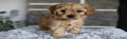 Cavapoo dogs for sale: Biscuit - Ad 12