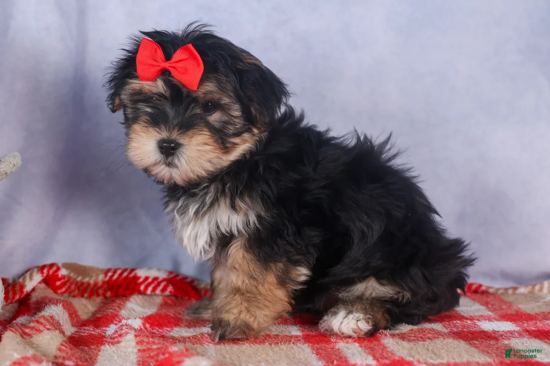 Morkie dogs for sale: Nash - Ad 17