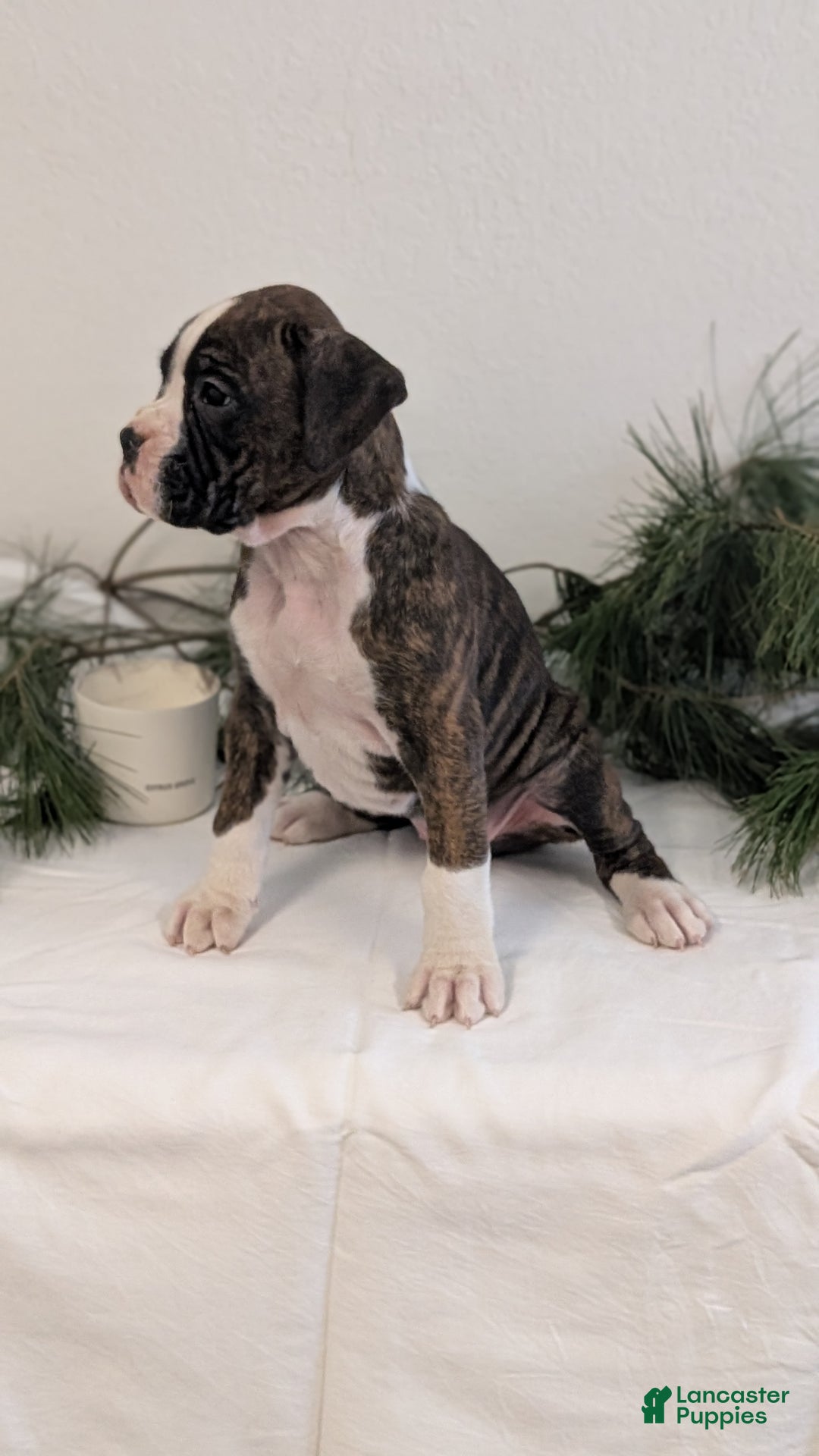 Boxer dogs for sale: Fifi - Ad 11
