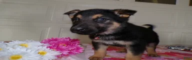 German Shepherd Puppy 2 Daisey
