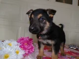German Shepherd Puppy 2 Daisey