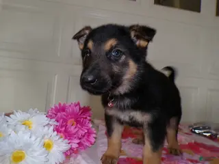 German Shepherd dogs German Shepherd Puppy 2 Daisey - Ad 6