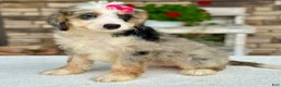 Mini Bernedoodle dogs for sale: Jenna - Ad 5