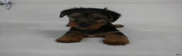 Yorkshire Terrier dogs for sale: Scout  - Ad 10