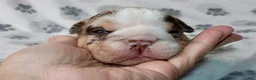 English Bulldog dogs for sale: Twix - Ad 2