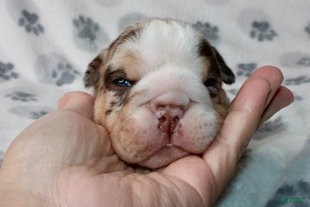 English Bulldog dogs for sale: Twix - Ad 2